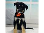 German Pinscher Puppy for sale in Clewiston, FL, USA