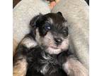 Schnauzer (Miniature) Puppy for sale in Asheboro, NC, USA