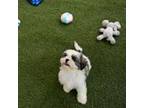 Shih Tzu Puppy for sale in Lehigh Acres, FL, USA