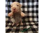 Dogo Argentino Puppy for sale in Barney, GA, USA