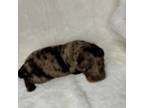 Mutt Puppy for sale in Sanford, NC, USA
