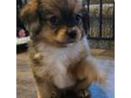 Chihuahua Puppy for sale in Raeford, NC, USA