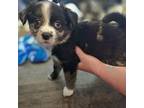 Chihuahua Puppy for sale in Raeford, NC, USA