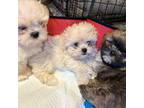 Shih Tzu Puppy for sale in Garland, TX, USA