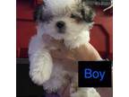 Maltese Puppy for sale in North Port, FL, USA