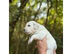 Golden Retriever Puppy for sale in Sherman, TX, USA