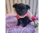 Chihuahua Puppy for sale in Eubank, KY, USA