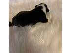 Pembroke Welsh Corgi Puppy for sale in Weaverville, NC, USA