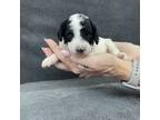 Daisy's Mini Puppy #1