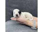 Daisy's Mini Puppy #4