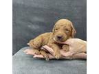 Mutt Puppy for sale in Orange, TX, USA