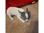 Rat Terrier Puppy for sale in Stryker, OH, USA