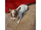 Rat Terrier Puppy for sale in Stryker, OH, USA