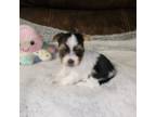 Yorkshire Terrier Puppy for sale in Marietta, OH, USA