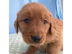 Golden Retriever Puppy for sale in Bloomington, IN, USA