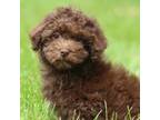 Poodle (Toy) Puppy for sale in Sedalia, MO, USA