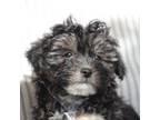 Maltipoo Puppy for sale in Sedalia, MO, USA