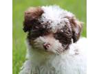 Poodle (Toy) Puppy for sale in Sedalia, MO, USA