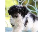 Maltipoo Puppy for sale in Sedalia, MO, USA