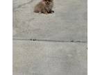 Pomeranian Puppy for sale in Hialeah, FL, USA