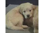 Goldendoodle Puppy for sale in Lake City, FL, USA