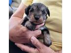 Schnauzer (Miniature) Puppy for sale in Buffalo, MO, USA