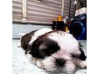 Shih Tzu Puppy for sale in Yucaipa, CA, USA