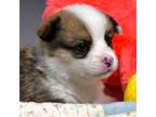 Pembroke Welsh Corgi Puppy for sale in Purcellville, VA, USA
