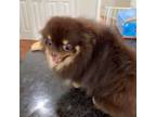 Pomeranian Puppy for sale in Springfield, VA, USA