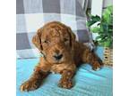 Goldendoodle Puppy for sale in Wedgefield, SC, USA
