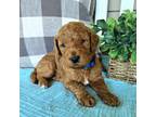 Goldendoodle Puppy for sale in Wedgefield, SC, USA