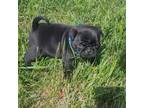 Pug Puppy for sale in Logan, IA, USA