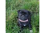 Pug Puppy for sale in Logan, IA, USA