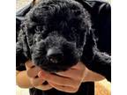 Mutt Puppy for sale in Decatur, IN, USA