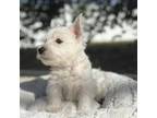 West Highland White Terrier Puppy for sale in Kissimmee, FL, USA