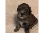 Mutt Puppy for sale in Oak Grove, MO, USA