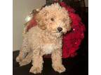 Poodle (Toy) Puppy for sale in Culver City, CA, USA