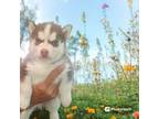 Siberian Husky Puppy for sale in Eldon, MO, USA