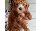 Mutt Puppy for sale in Columbia City, IN, USA