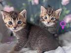 Bengal X Scottish Fold Kittens