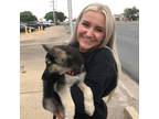 Experienced and Reliable Pet Sitter in Lubbock, Texas - Your Trusted Companion