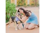 Experienced and Reliable Pet Sitter in Tucson, AZ $14.35/Hour - flexible with
