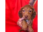 Dachshund Puppy for sale in Littleton, CO, USA