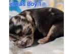 Chihuahua Puppy for sale in Canton, TX, USA