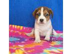 Parson Russell Terrier Puppy for sale in Olpe, KS, USA