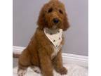 Goldendoodle Puppy for sale in Inglewood, CA, USA