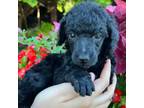 Wapoo Puppy for sale in Sarcoxie, MO, USA