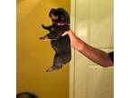 Rottweiler Puppy for sale in Acworth, GA, USA