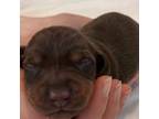 Dachshund Puppy for sale in Oral, SD, USA
