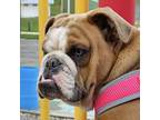 Bulldog Puppy for sale in La Crosse, WI, USA